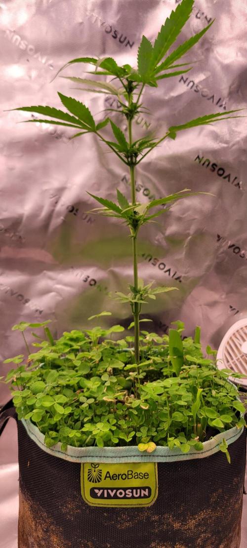 🍋🍒🍪 Lemon Cherry Cookies. Week 4