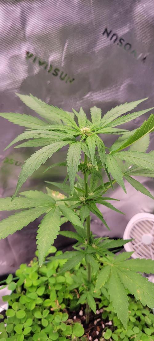 🍋🍒🍪 Lemon Cherry Cookies. Week 4