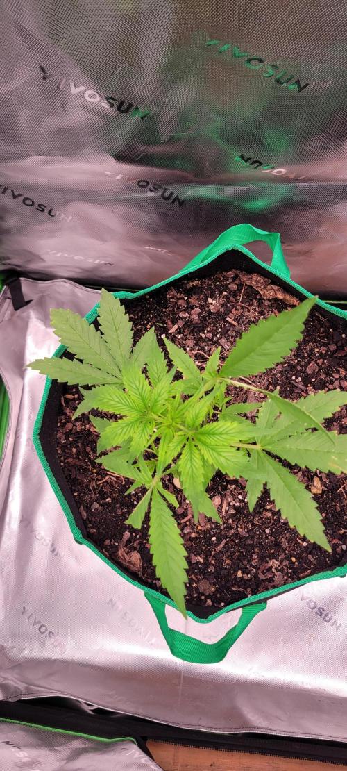RF3 Strawberry Gorilla🍓. Week 4