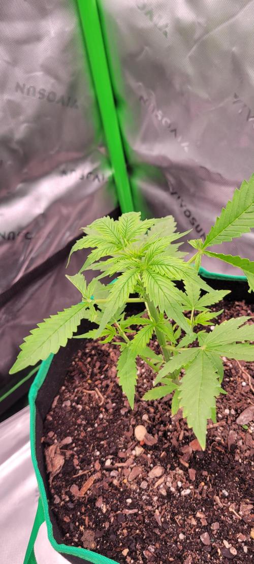RF3 Strawberry Gorilla🍓. Week 4