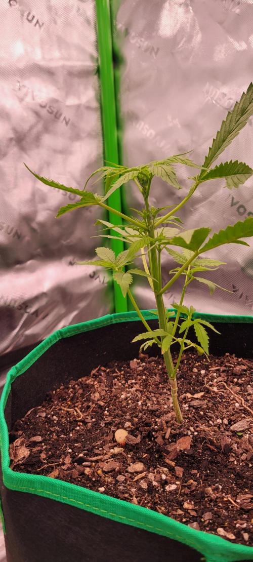 RF3 Strawberry Gorilla🍓. Week 4