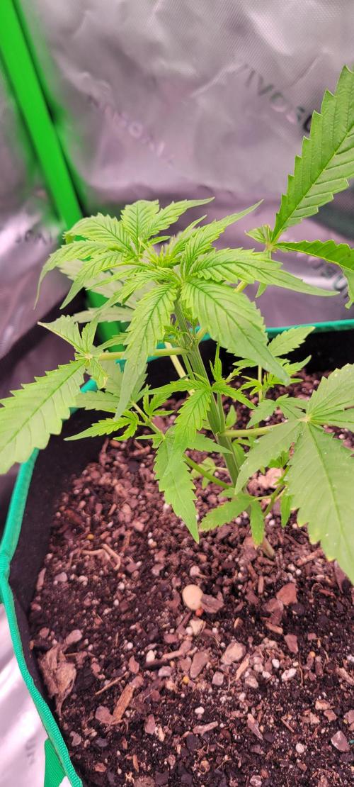 RF3 Strawberry Gorilla🍓. Week 4