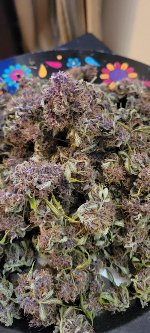 Banana Purple Punch RF3🍌👊. Week 11