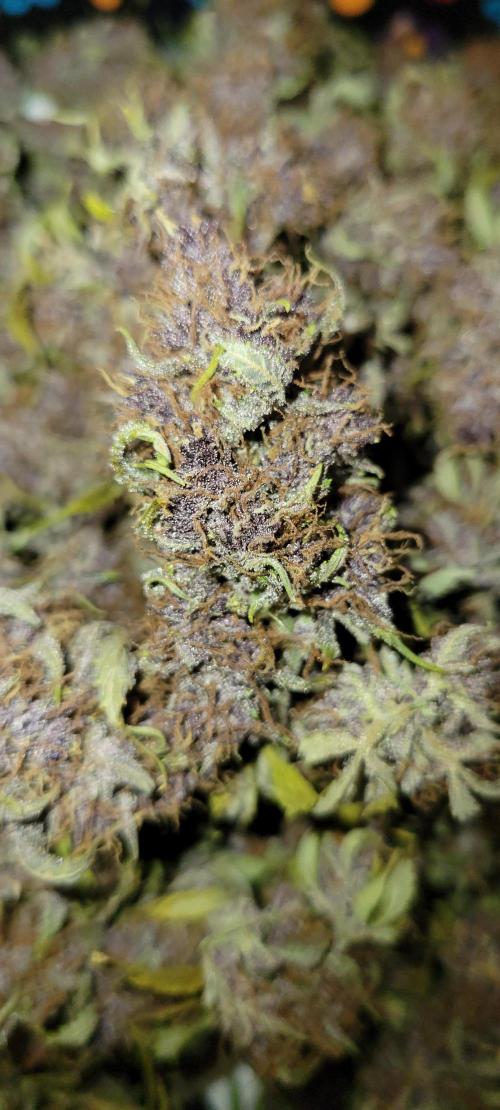 Banana Purple Punch RF3🍌👊. Week 11