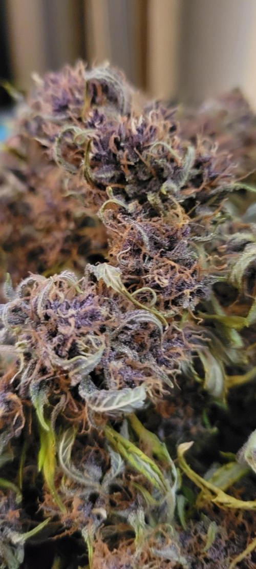 Banana Purple Punch RF3🍌👊. Week 11