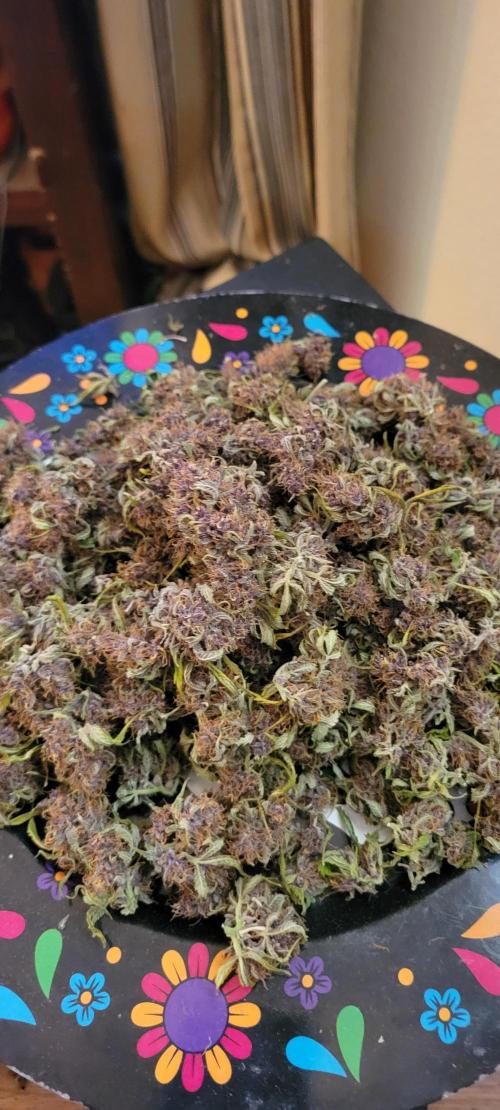 Banana Purple Punch RF3🍌👊. Week 11