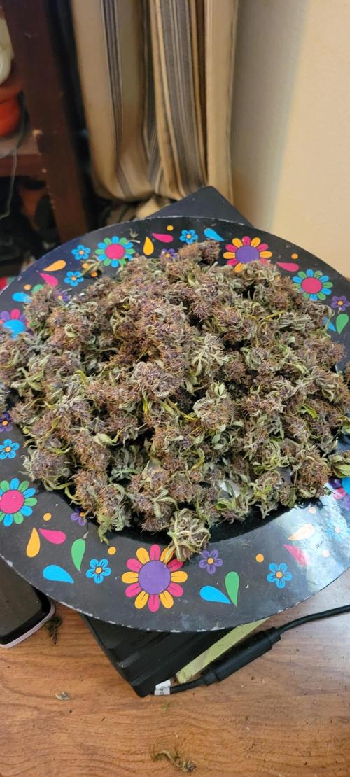 Banana Purple Punch RF3🍌👊. Week 11