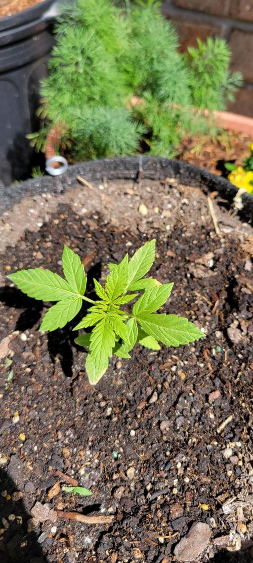 Gorilla Cookies. Week 3