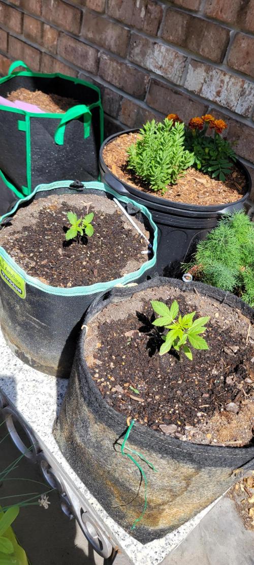 Gorilla Cookies. Week 3