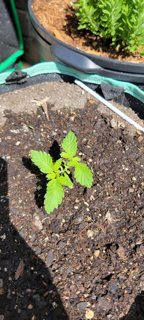 Chem Funk. Week 3