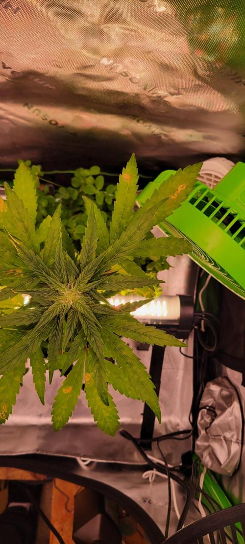 🍋🍒🍪 Lemon Cherry Cookies. Week 5