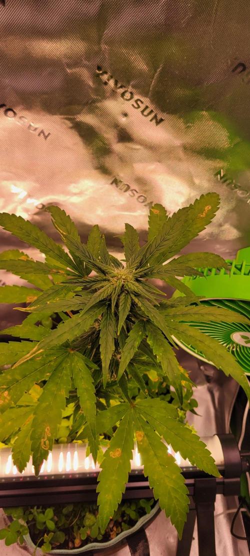 🍋🍒🍪 Lemon Cherry Cookies. Week 5