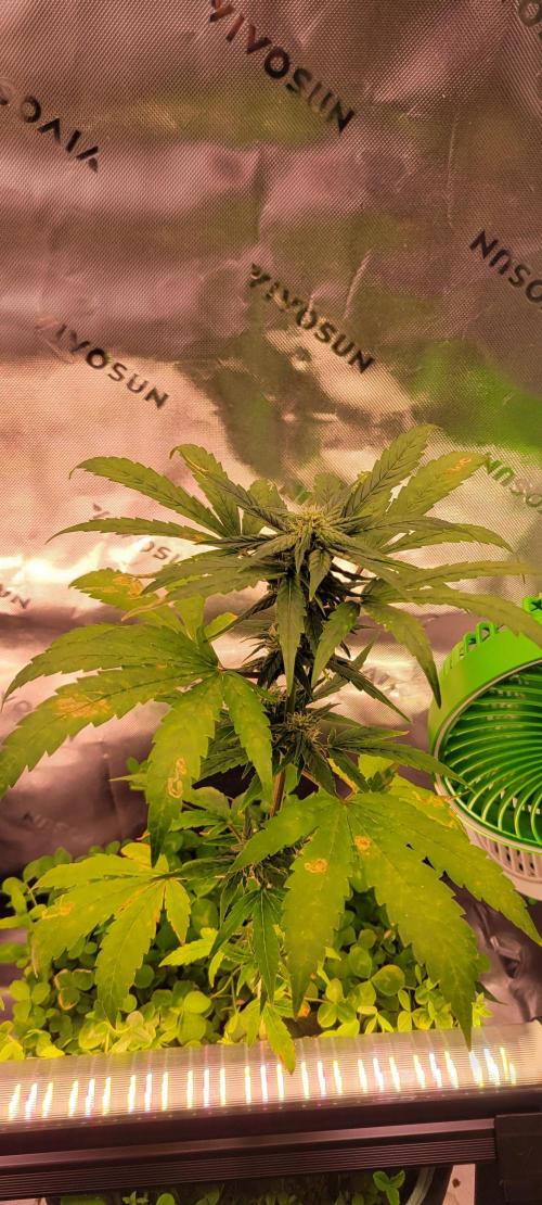 🍋🍒🍪 Lemon Cherry Cookies. Week 5