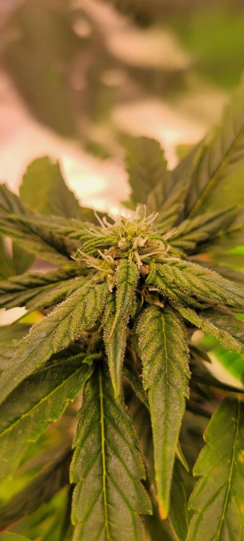🍋🍒🍪 Lemon Cherry Cookies. Week 5