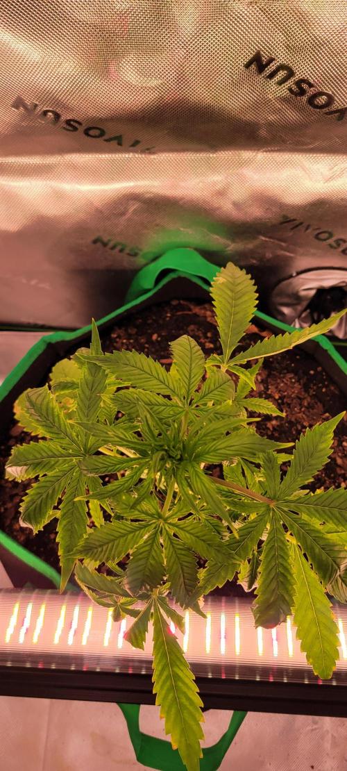 RF3 Strawberry Gorilla🍓. Week 5