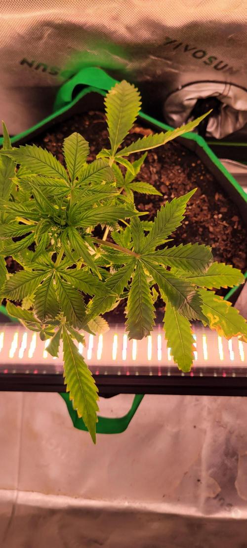 RF3 Strawberry Gorilla🍓. Week 5