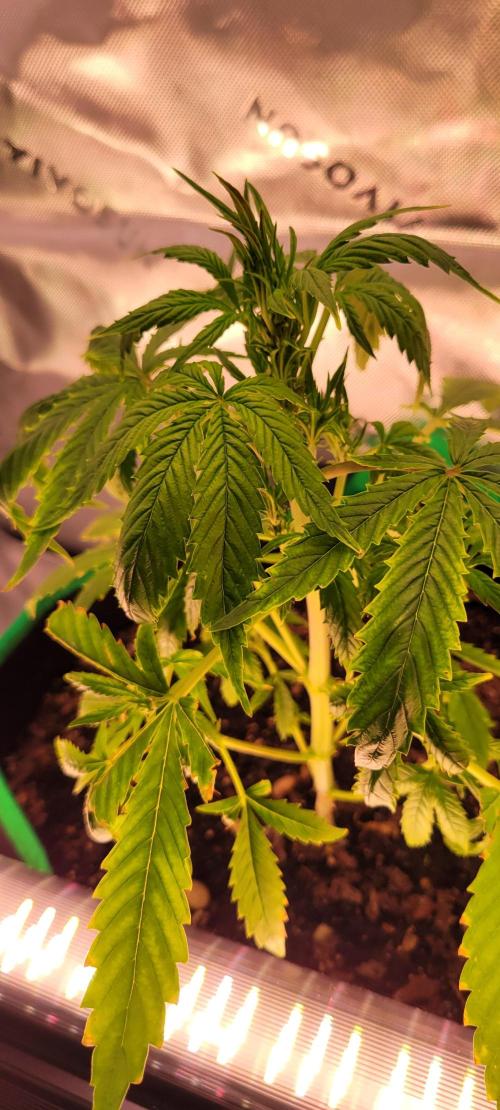 RF3 Strawberry Gorilla🍓. Week 5