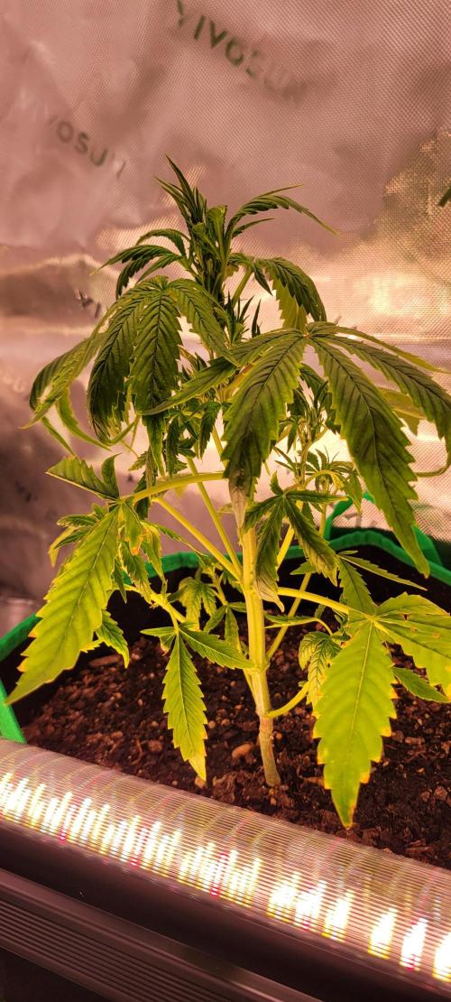 RF3 Strawberry Gorilla🍓. Week 5