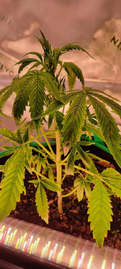 RF3 Strawberry Gorilla🍓. Week 5
