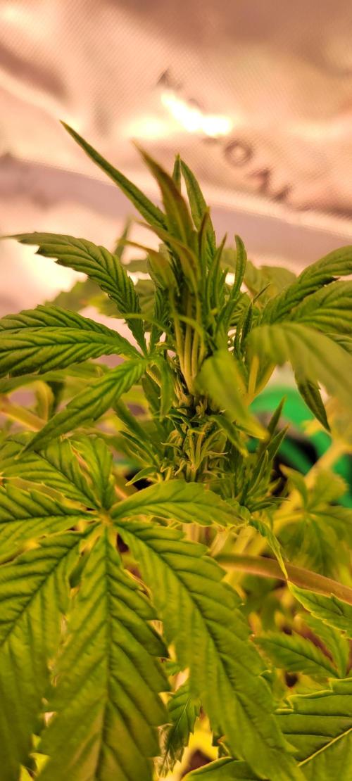 RF3 Strawberry Gorilla🍓. Week 5