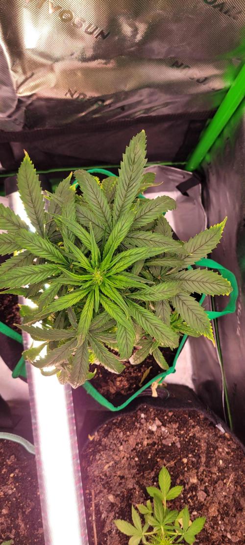 RF3 Strawberry Gorilla🍓. Week 6
