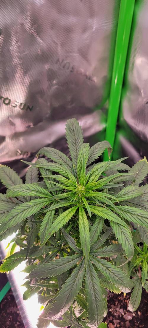 RF3 Strawberry Gorilla🍓. Week 6