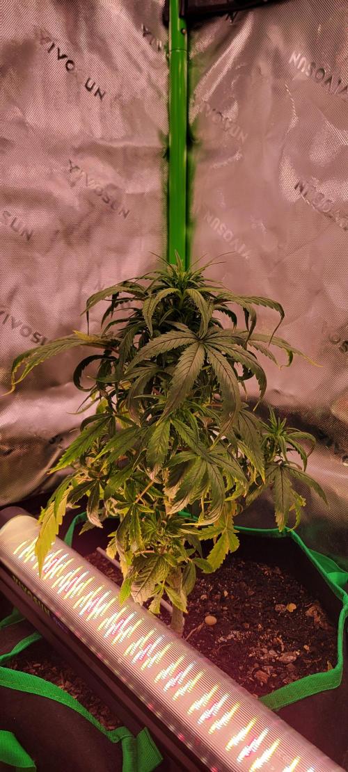 RF3 Strawberry Gorilla🍓. Week 6
