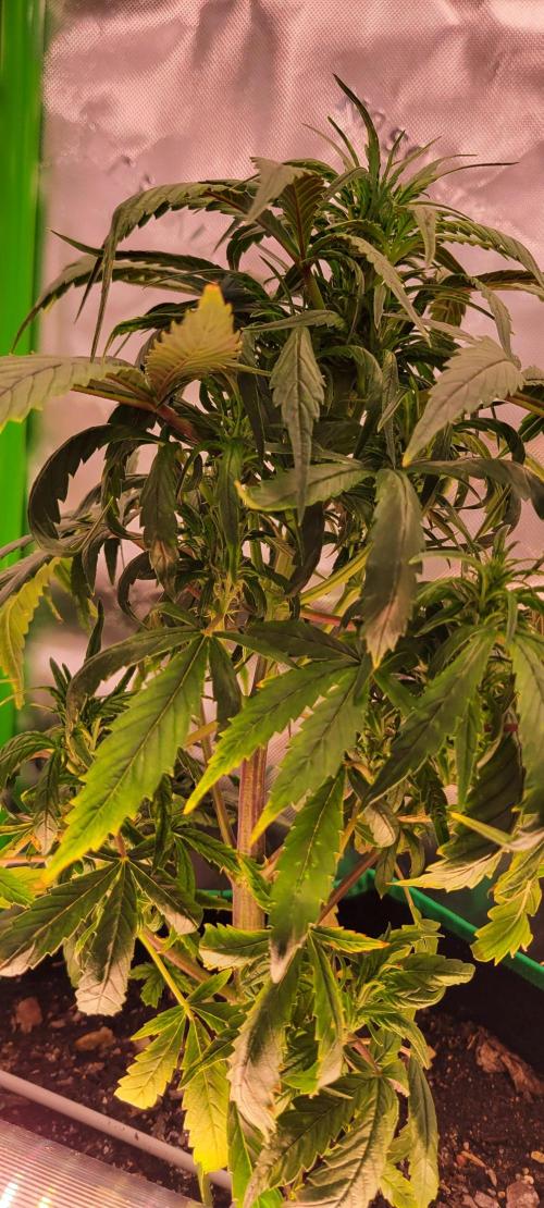 RF3 Strawberry Gorilla🍓. Week 6