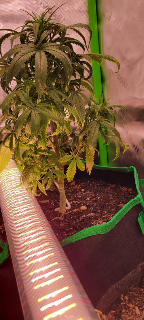 RF3 Strawberry Gorilla🍓. Week 6