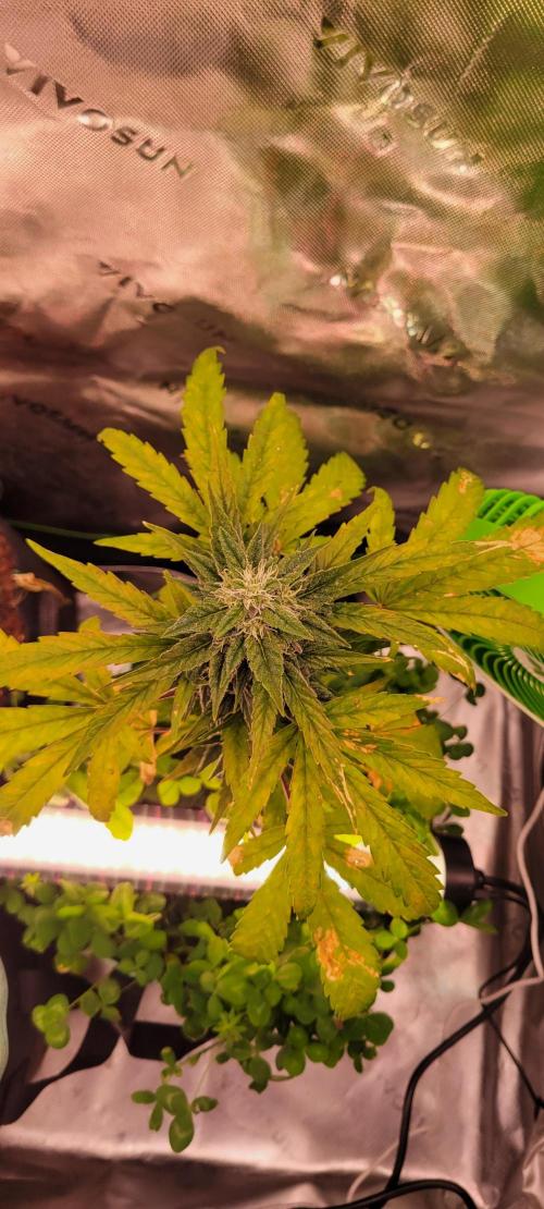 🍋🍒🍪 Lemon Cherry Cookies. Week 6
