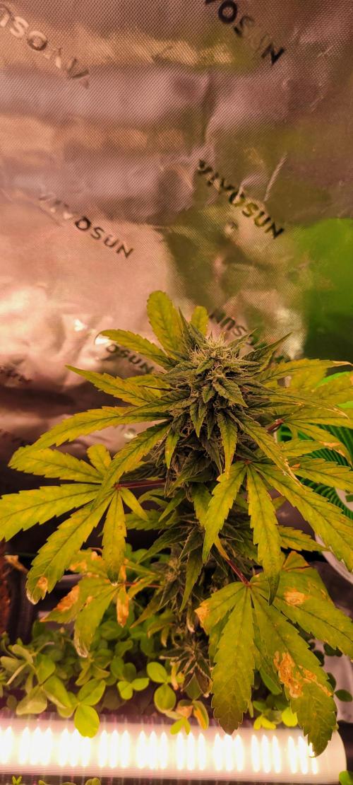 🍋🍒🍪 Lemon Cherry Cookies. Week 6