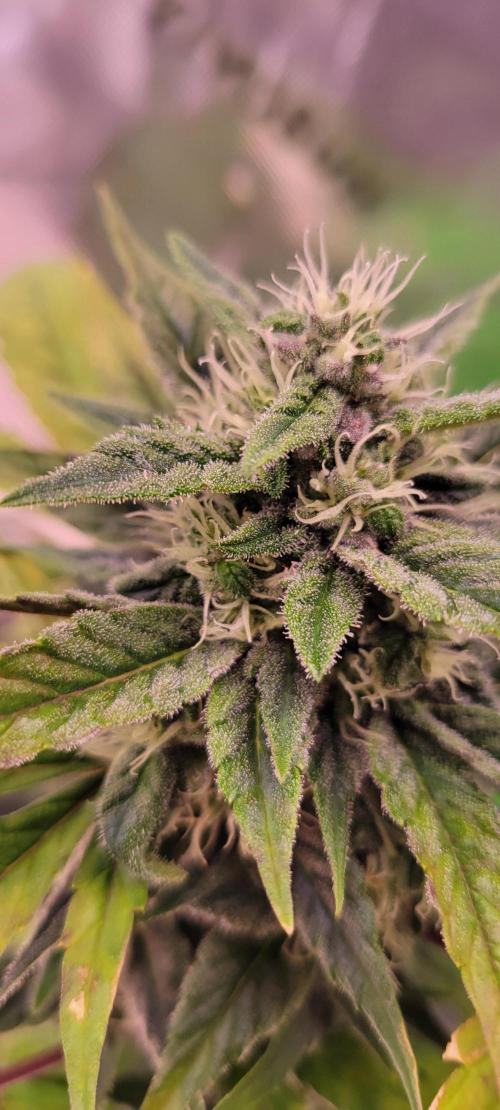 🍋🍒🍪 Lemon Cherry Cookies. Week 6