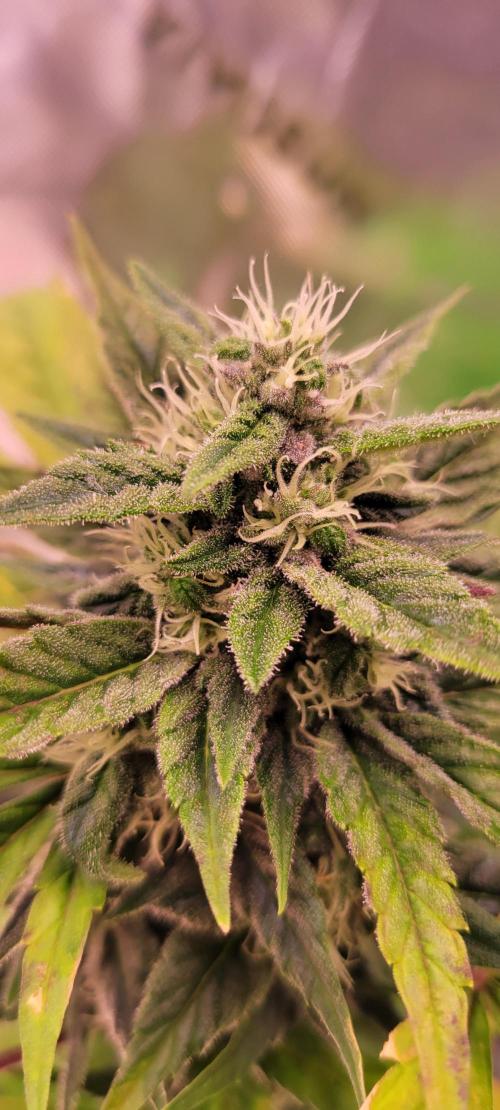 🍋🍒🍪 Lemon Cherry Cookies. Week 6