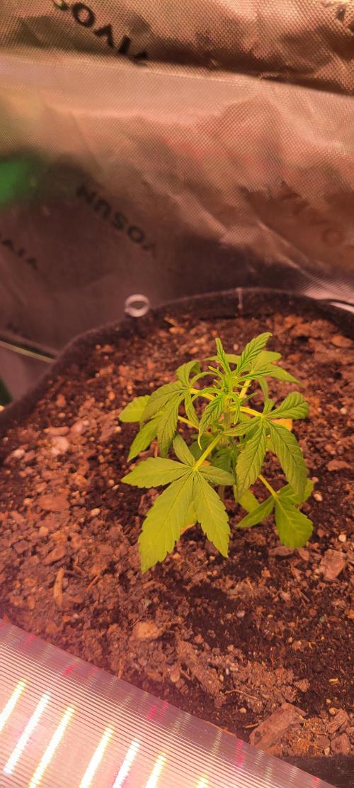 Gorilla Cookies. Week 4