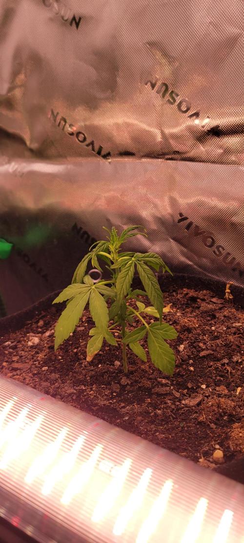 Gorilla Cookies. Week 4