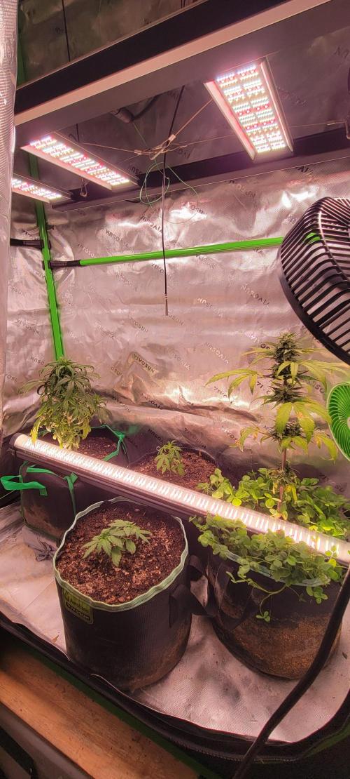 Gorilla Cookies. Week 4