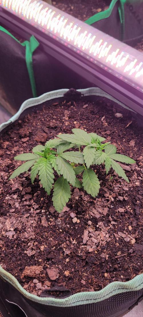 Chem Funk. Week 4