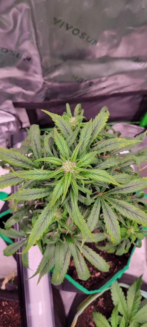 RF3 Strawberry Gorilla🍓. Week 7
