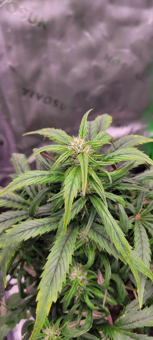 RF3 Strawberry Gorilla🍓. Week 7