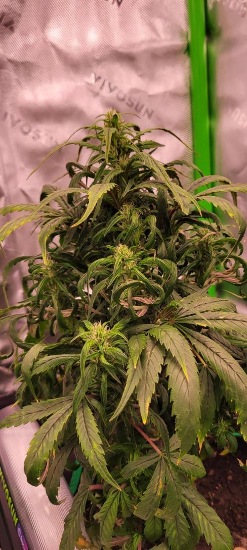 RF3 Strawberry Gorilla🍓. Week 7
