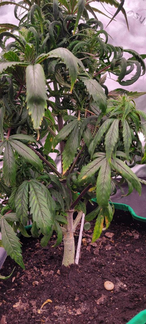 RF3 Strawberry Gorilla🍓. Week 7