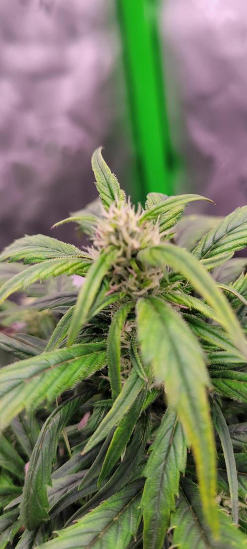 RF3 Strawberry Gorilla🍓. Week 7