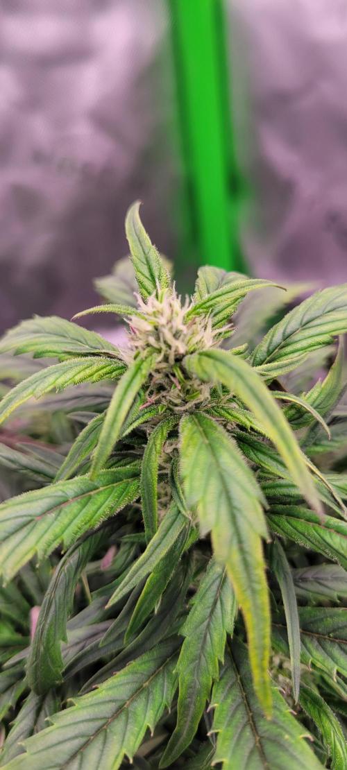 RF3 Strawberry Gorilla🍓. Week 7