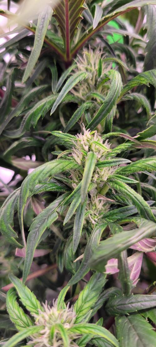 RF3 Strawberry Gorilla🍓. Week 7