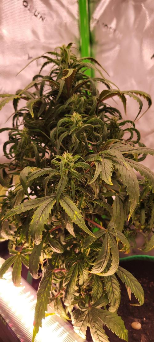 RF3 Strawberry Gorilla🍓. Week 7