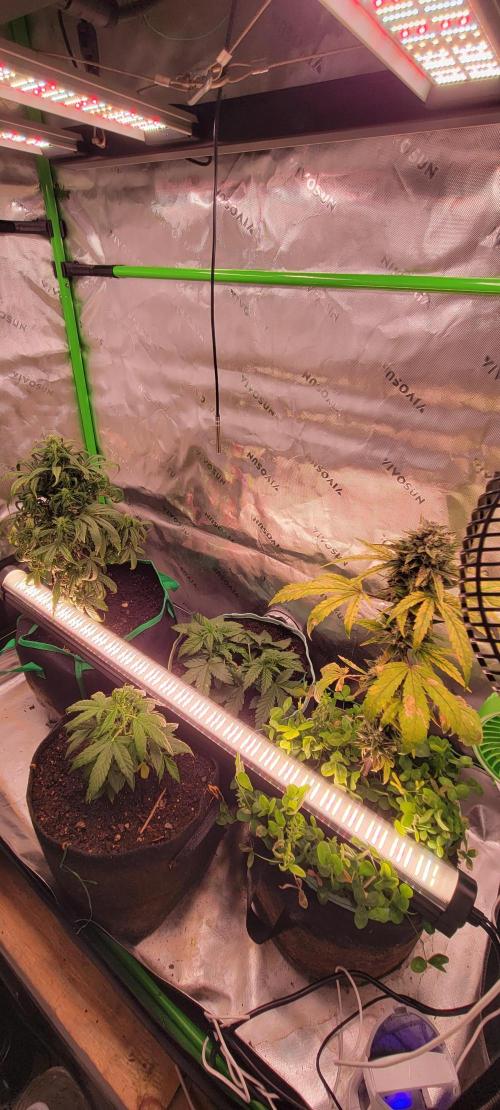 RF3 Strawberry Gorilla🍓. Week 7