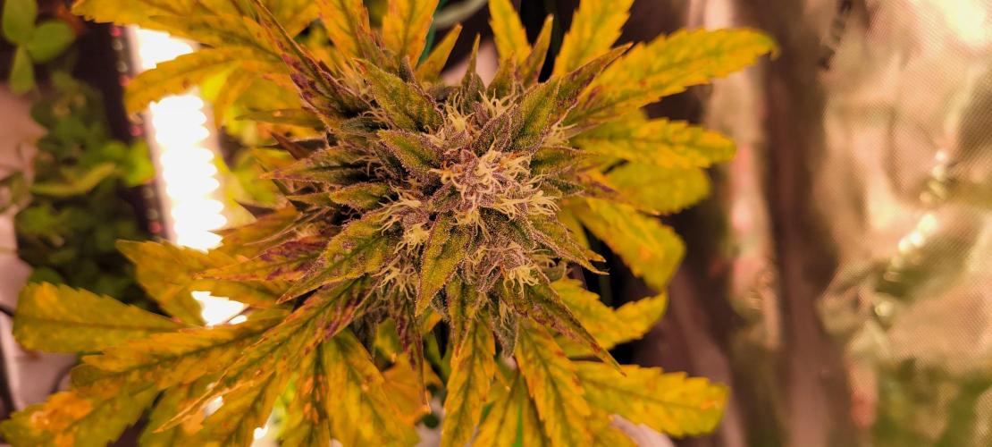 🍋🍒🍪 Lemon Cherry Cookies. Week 7