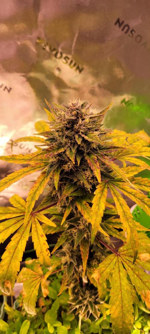 🍋🍒🍪 Lemon Cherry Cookies. Week 7