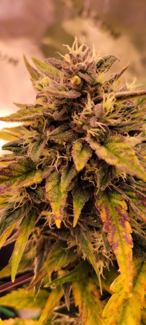 🍋🍒🍪 Lemon Cherry Cookies. Week 7