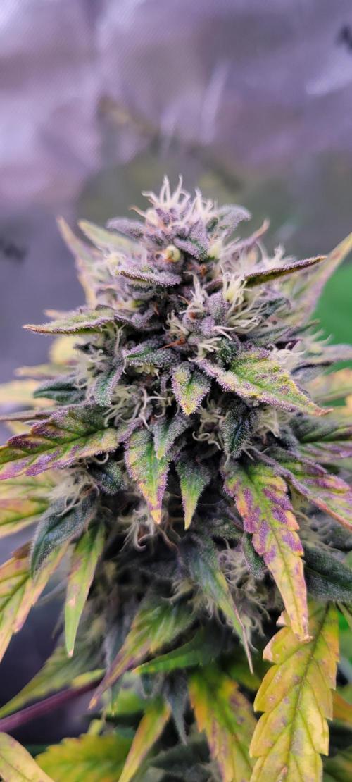 🍋🍒🍪 Lemon Cherry Cookies. Week 7